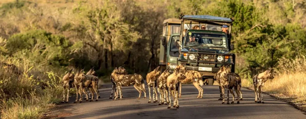 Selous Park two-day collection photo 3